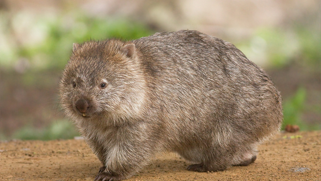 Brown Rodent on Brown Soil. Wallpaper in 1366x768 Resolution