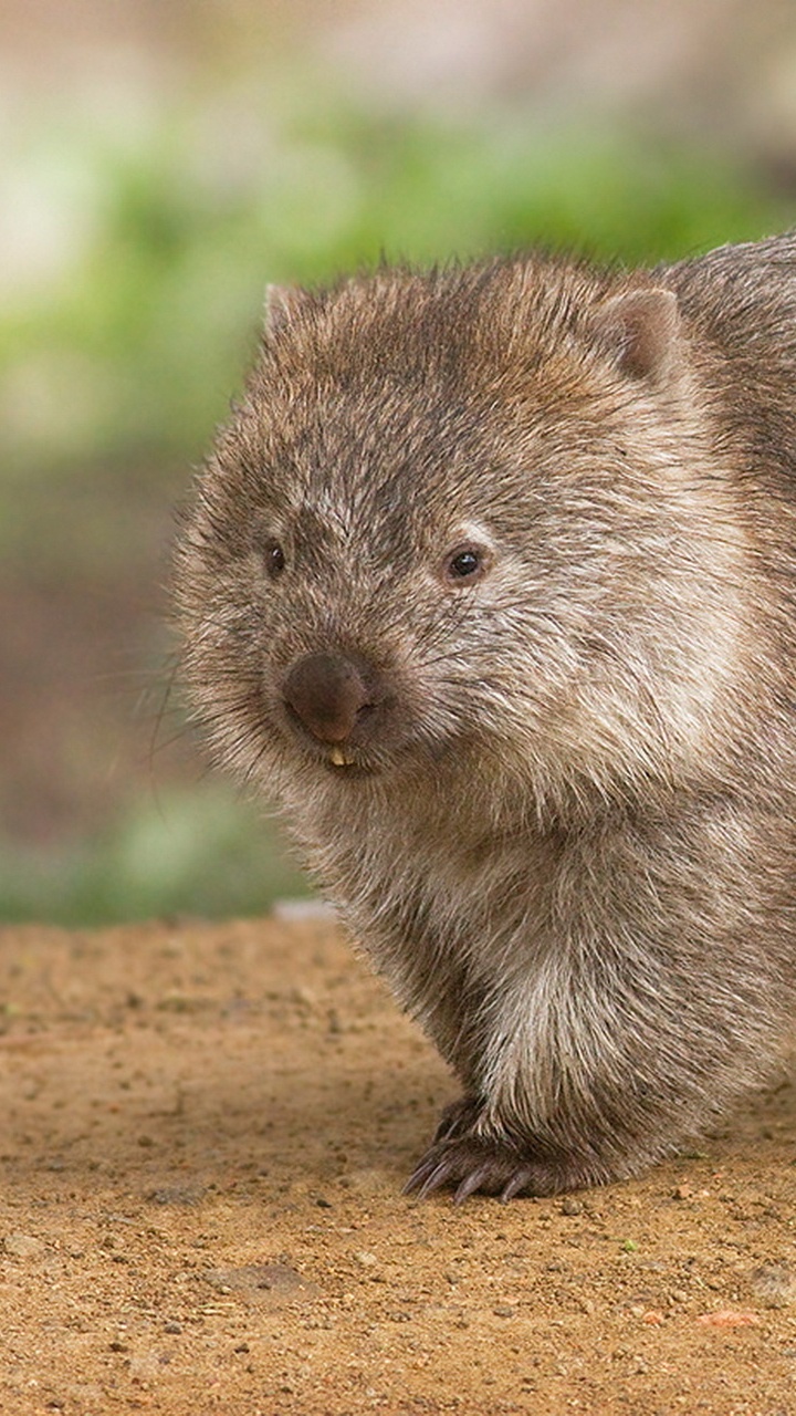 Brown Rodent on Brown Soil. Wallpaper in 720x1280 Resolution