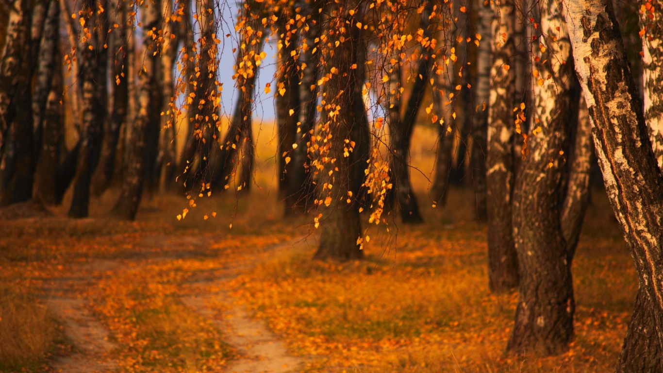 晚上, 森林, 林地, 阳光, Grove 壁纸 1366x768 允许