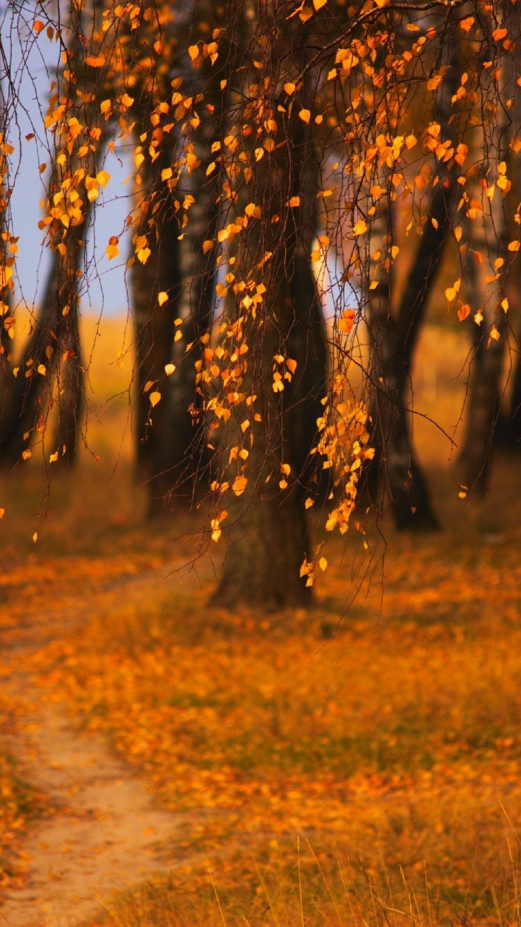 晚上, 森林, 林地, 阳光, Grove 壁纸 750x1334 允许