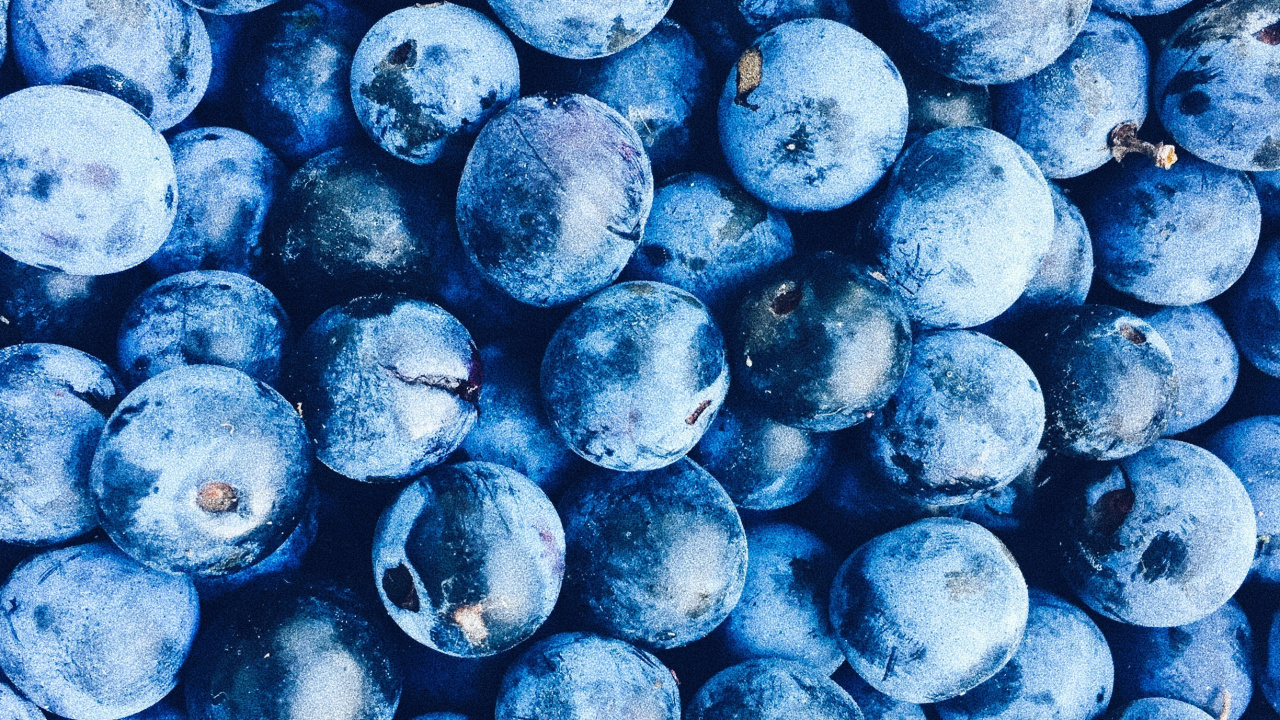 Fruits Ronds Bleus Sur Surface Blanche. Wallpaper in 1280x720 Resolution