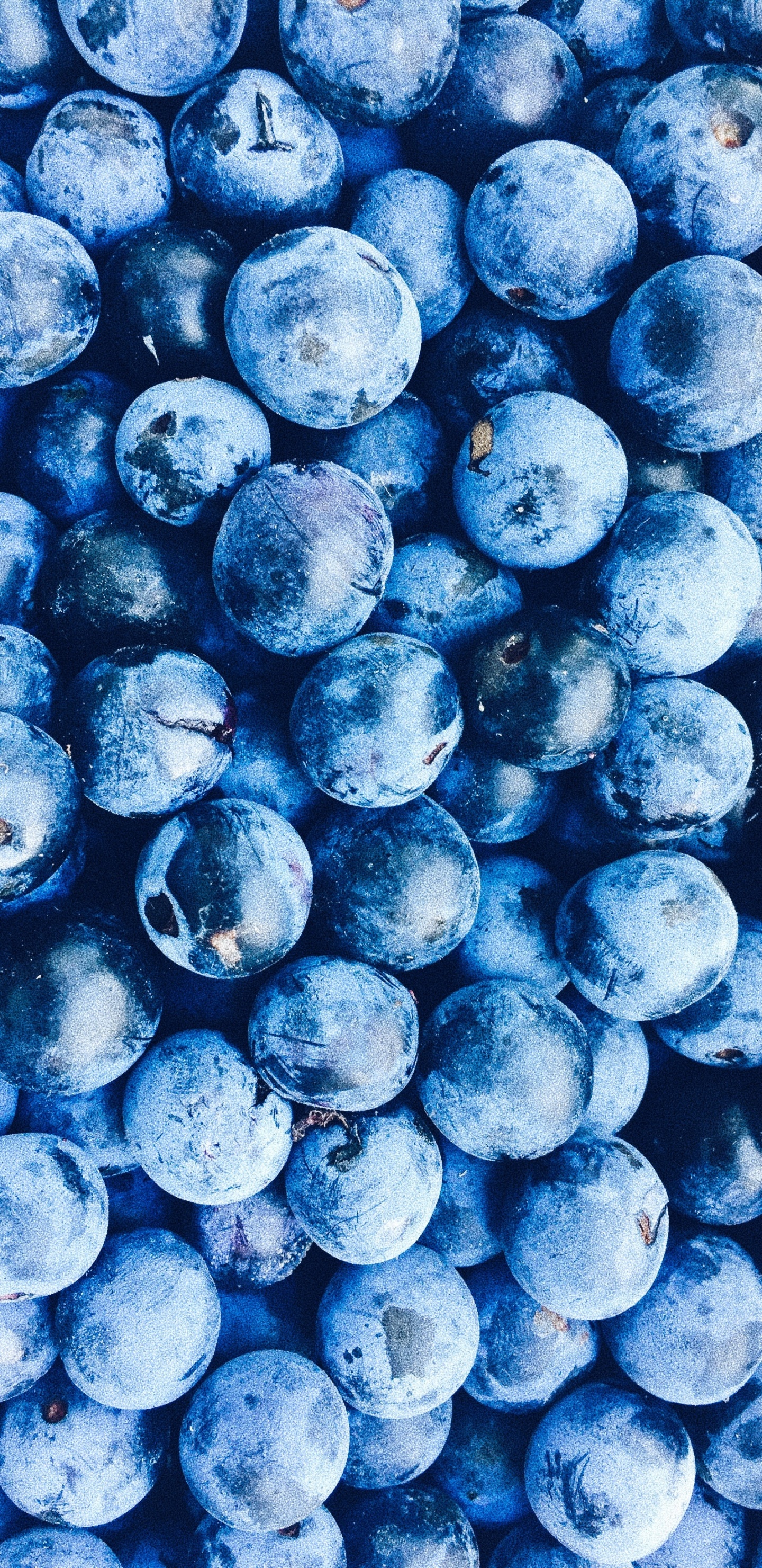Fruits Ronds Bleus Sur Surface Blanche. Wallpaper in 1440x2960 Resolution