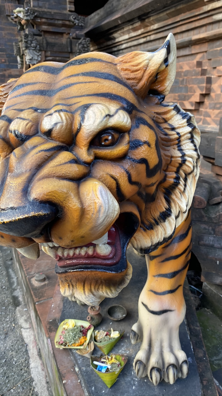 Head, Big Cats, Bengal Tiger, Felidae, Carnivore. Wallpaper in 750x1334 Resolution