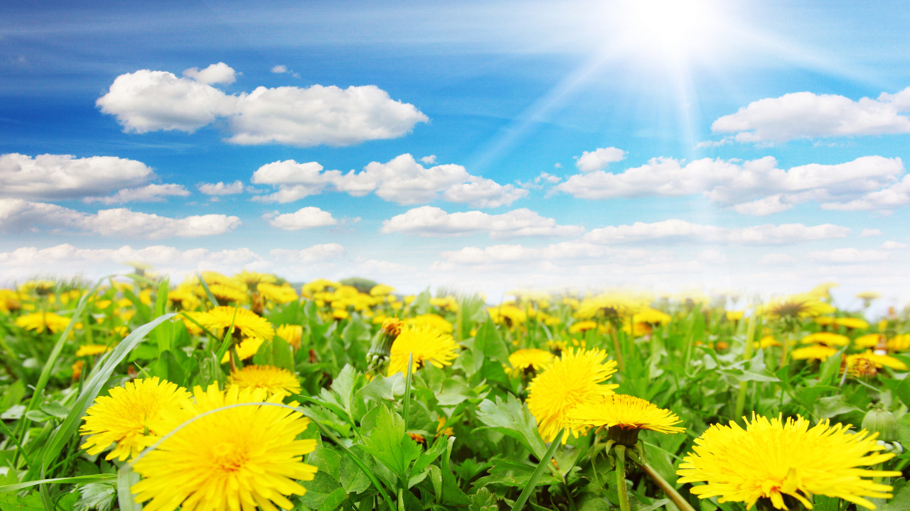 Yellow Flower Field Under Blue Sky During Daytime. Wallpaper in 1280x720 Resolution