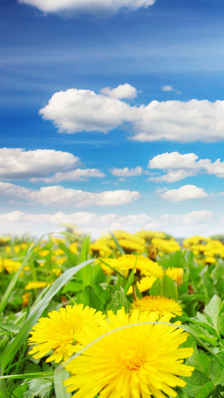 Yellow Flower Field Under Blue Sky During Daytime. Wallpaper in 720x1280 Resolution