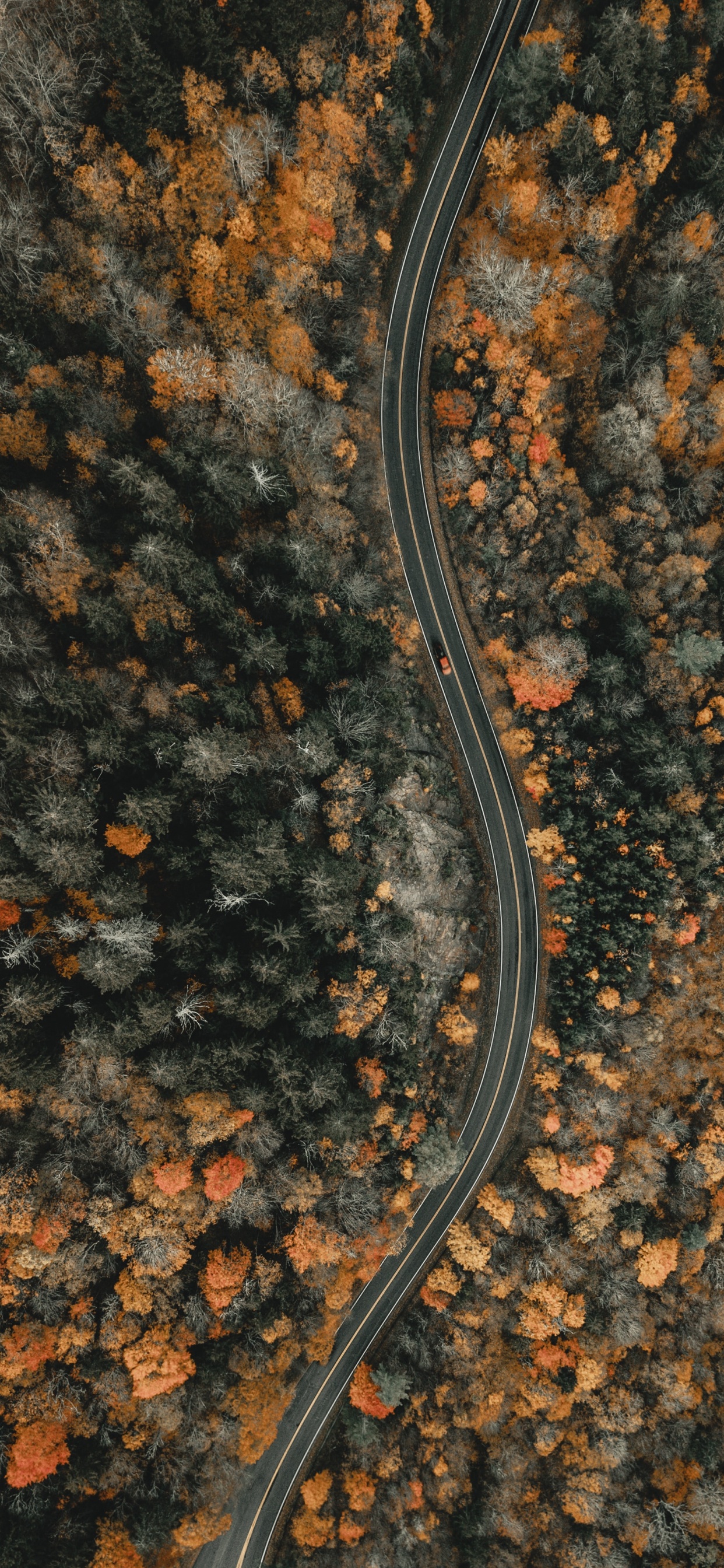 Soil, Anguidae, North Carolina, Only Jesus, A Canadian Goose. Wallpaper in 1242x2688 Resolution