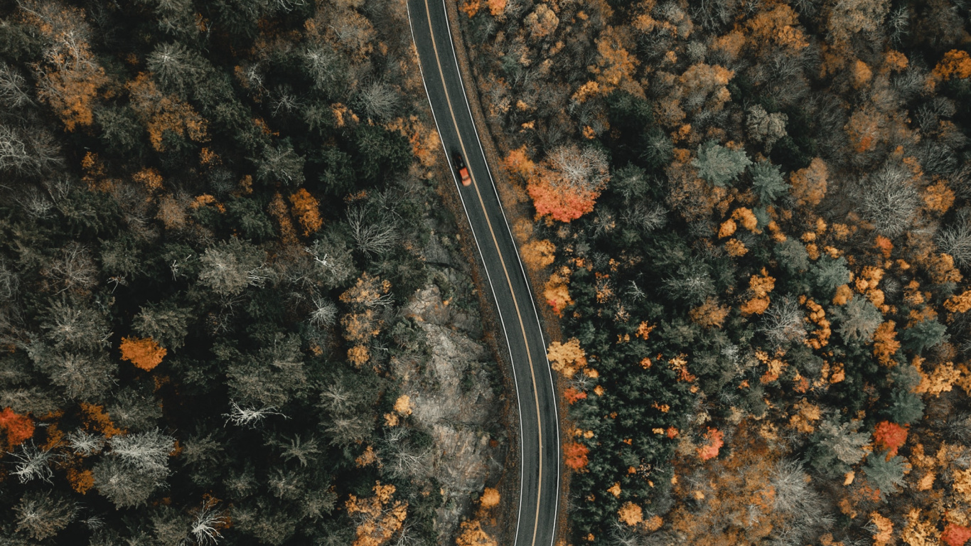 Soil, Anguidae, North Carolina, Only Jesus, A Canadian Goose. Wallpaper in 1366x768 Resolution