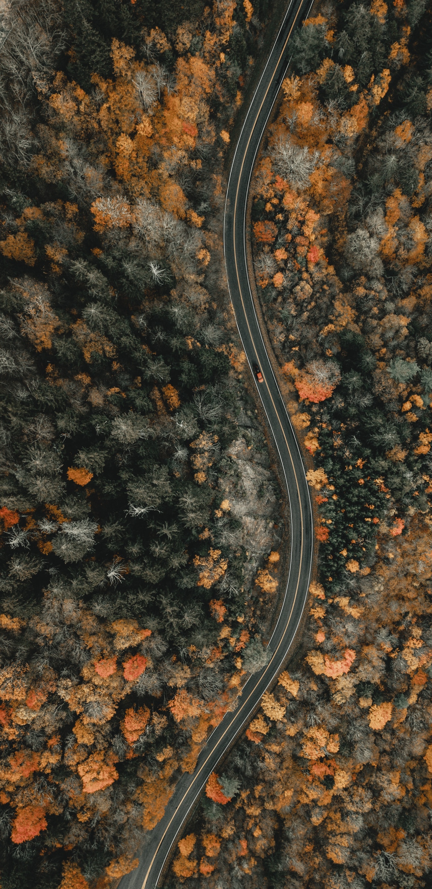 Soil, Anguidae, North Carolina, Only Jesus, A Canadian Goose. Wallpaper in 1440x2960 Resolution