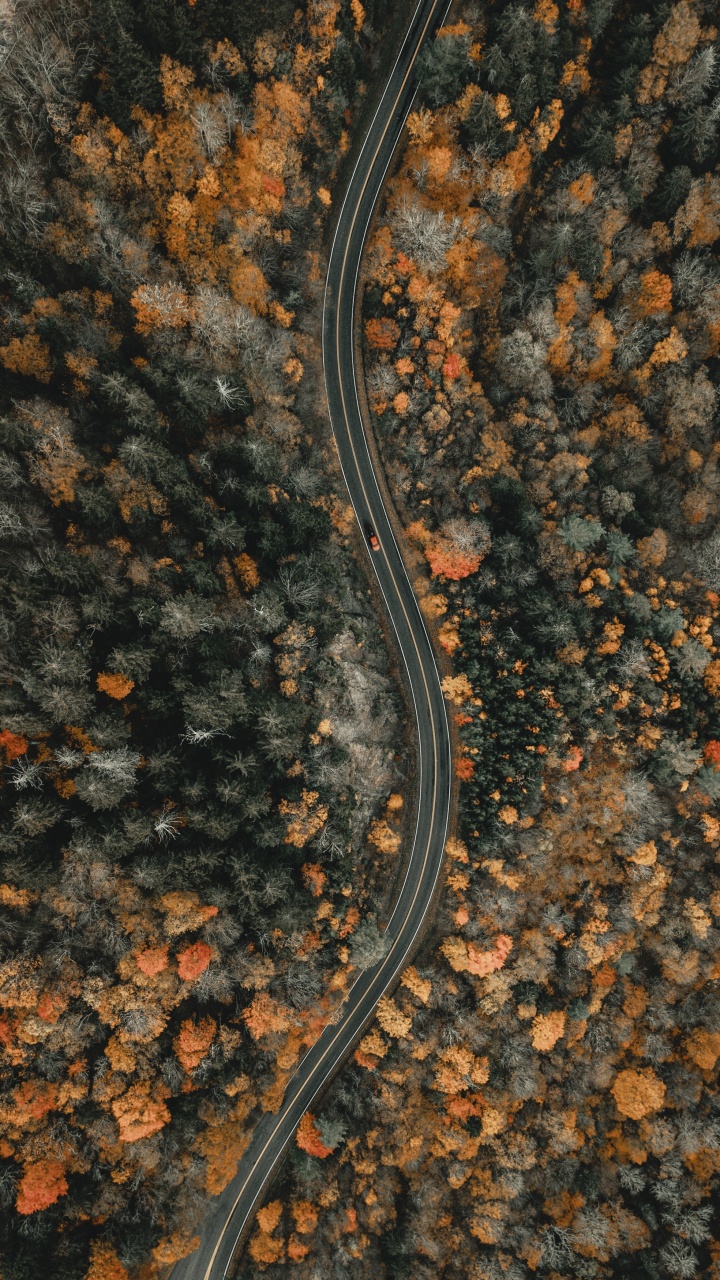 Soil, Anguidae, North Carolina, Only Jesus, A Canadian Goose. Wallpaper in 720x1280 Resolution