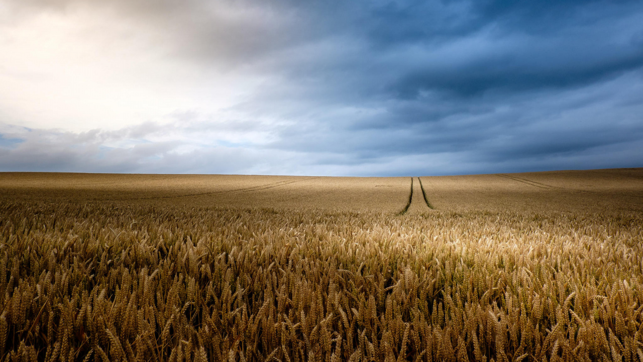 Champ D'herbe Brune Sous Les Nuages Blancs et le Ciel Bleu Pendant la Journée. Wallpaper in 1280x720 Resolution
