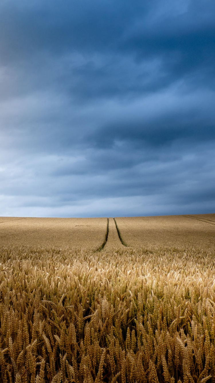 Champ D'herbe Brune Sous Les Nuages Blancs et le Ciel Bleu Pendant la Journée. Wallpaper in 750x1334 Resolution