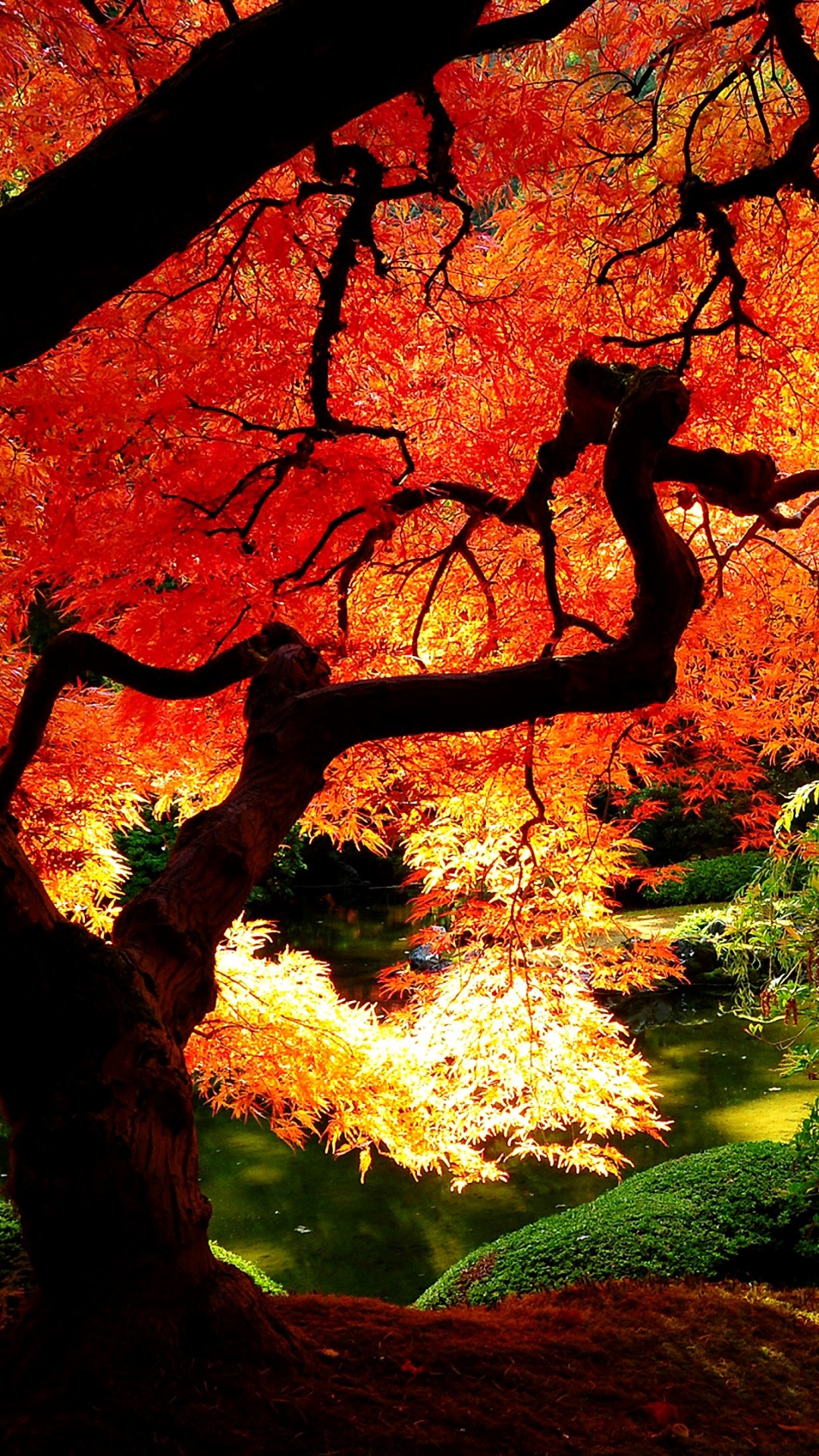 Arbres Bruns Sur Terrain D'herbe Verte Pendant la Journée. Wallpaper in 1080x1920 Resolution