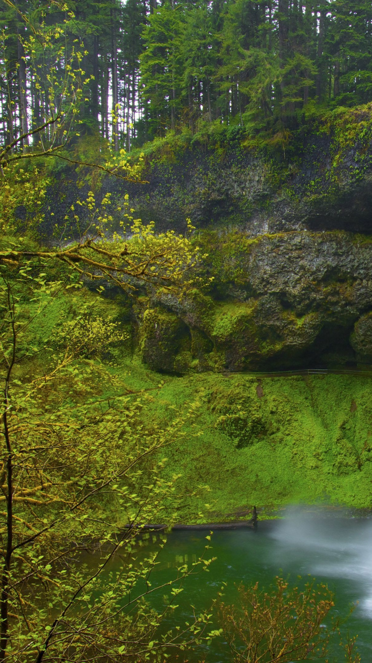 Waterfalls in The Middle of Green Trees. Wallpaper in 750x1334 Resolution