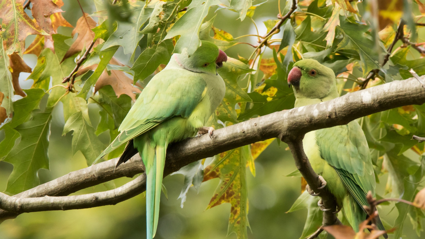 Green and Yellow Bird on Brown Tree Branch. Wallpaper in 1366x768 Resolution