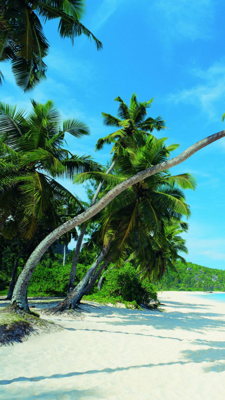 Grüne Palme am Weißen Sandstrand Tagsüber. Wallpaper in 750x1334 Resolution