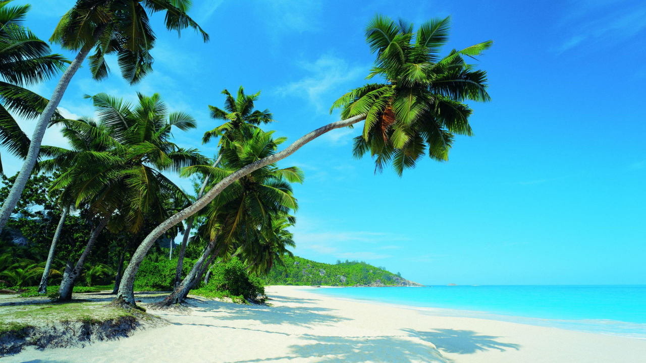 Green Palm Tree on White Sand Beach During Daytime. Wallpaper in 1280x720 Resolution