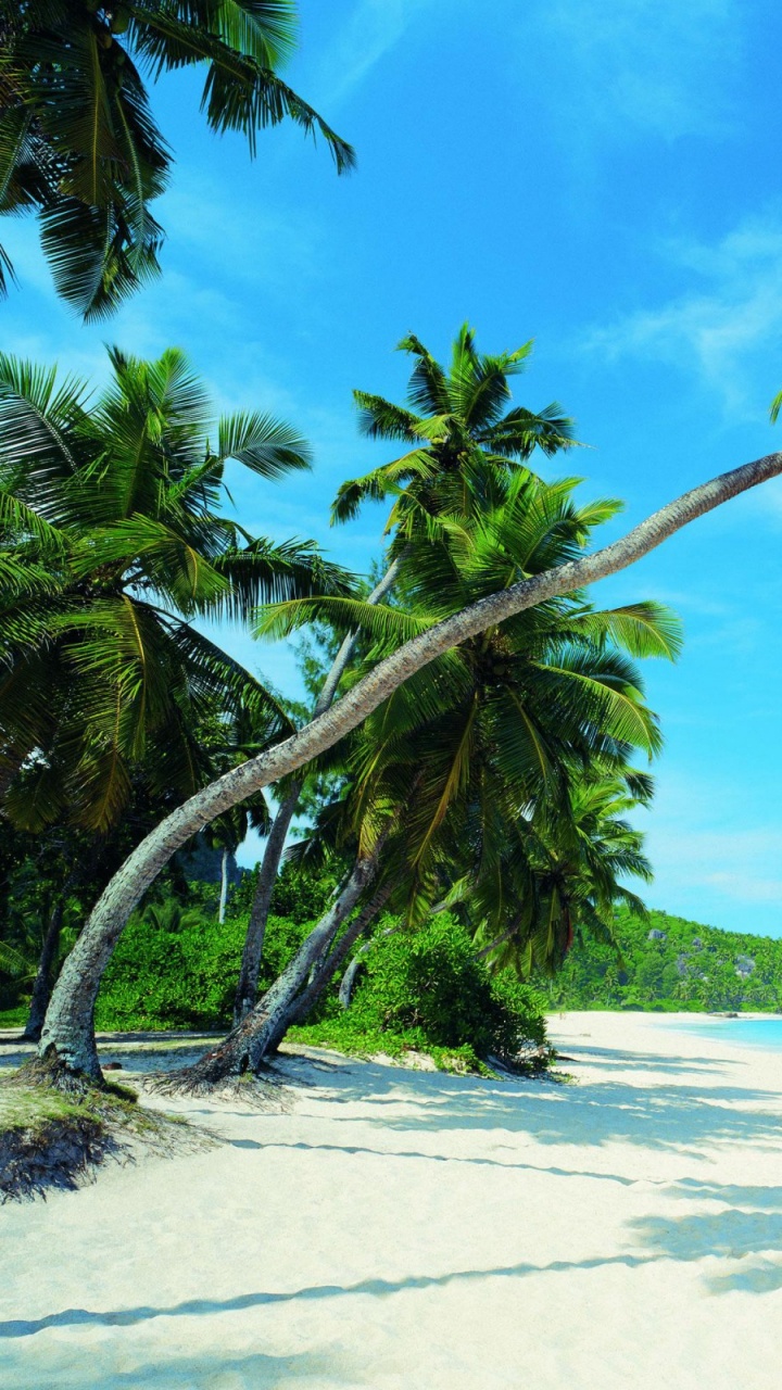 Green Palm Tree on White Sand Beach During Daytime. Wallpaper in 720x1280 Resolution
