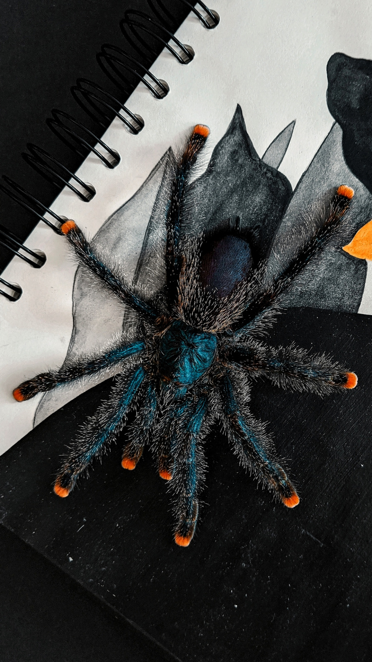 Araignée, Peinture, Cil, Art, Ligne. Wallpaper in 750x1334 Resolution