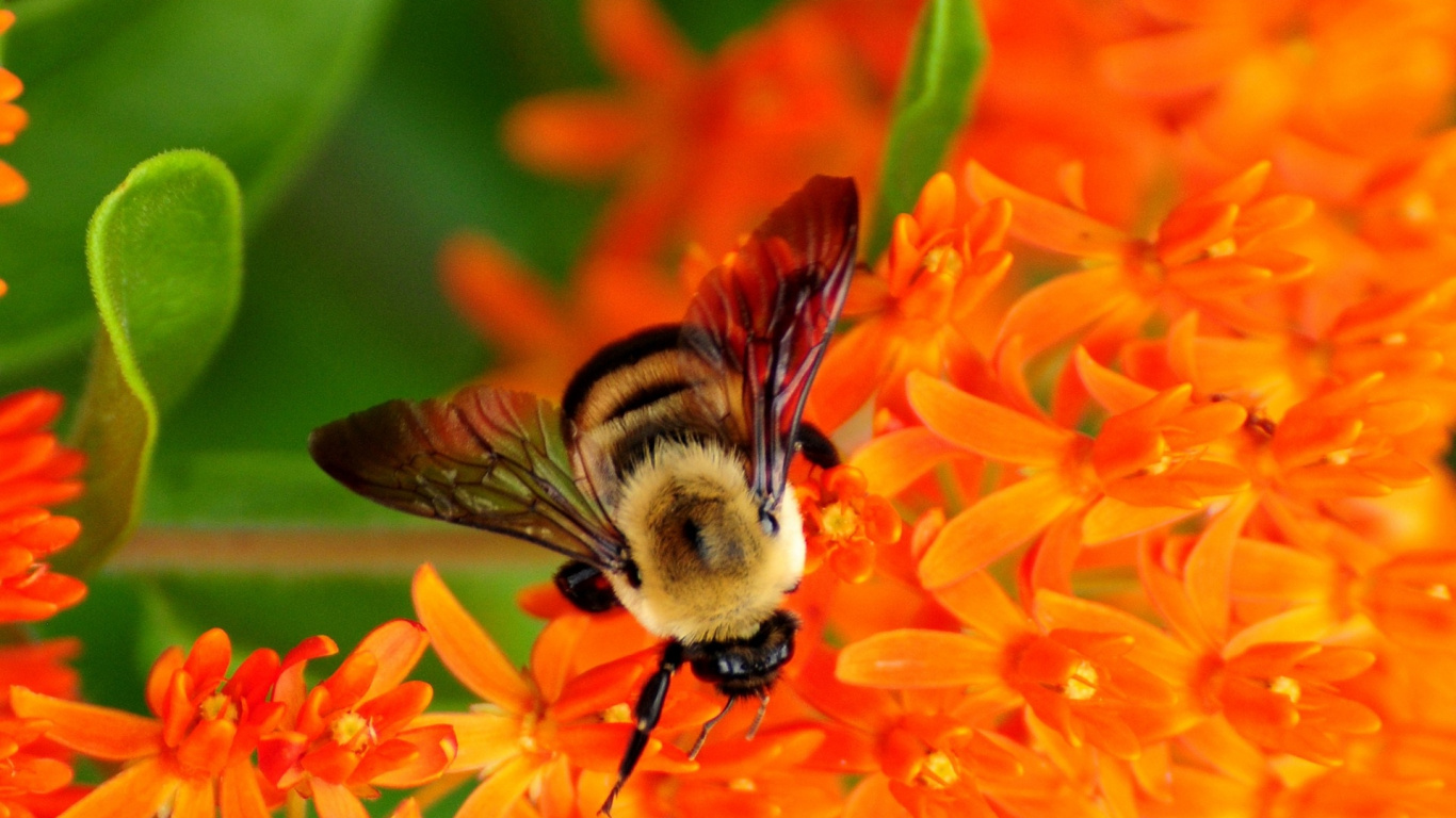Abeille Noire et Jaune Sur Fleur D'oranger. Wallpaper in 1366x768 Resolution