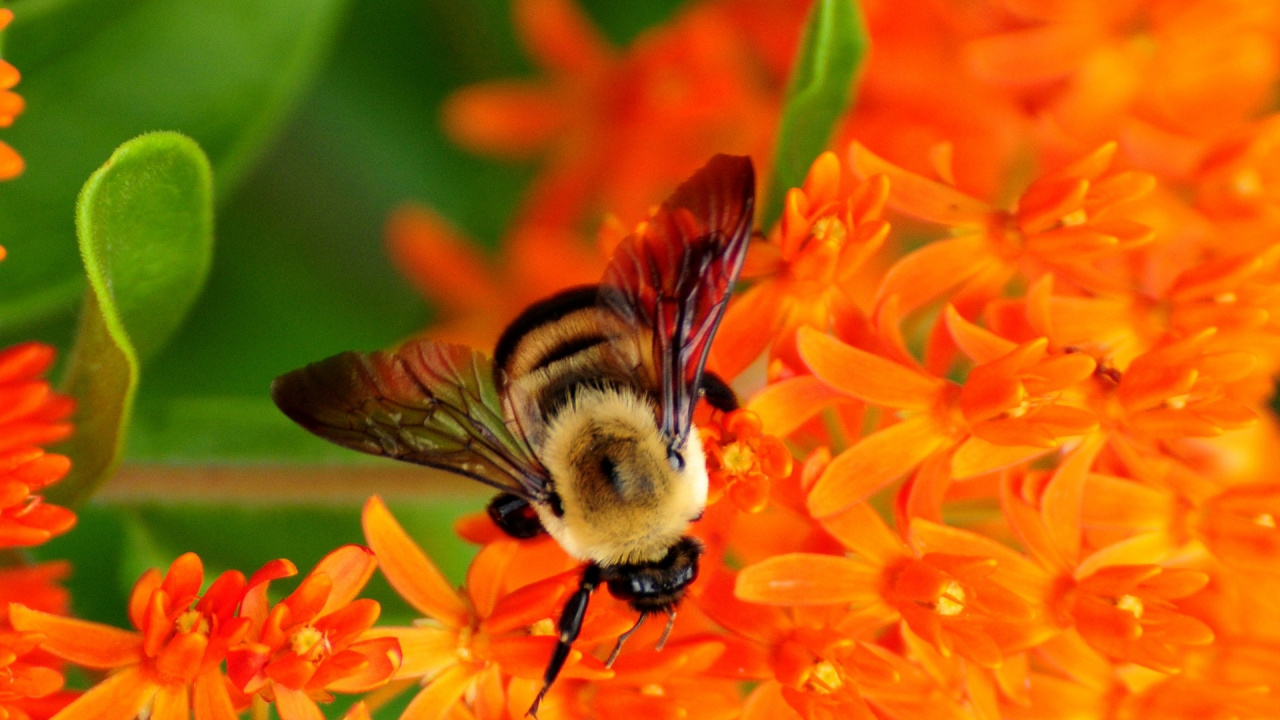 Schwarze Und Gelbe Biene Auf Orangefarbener Blume. Wallpaper in 1280x720 Resolution