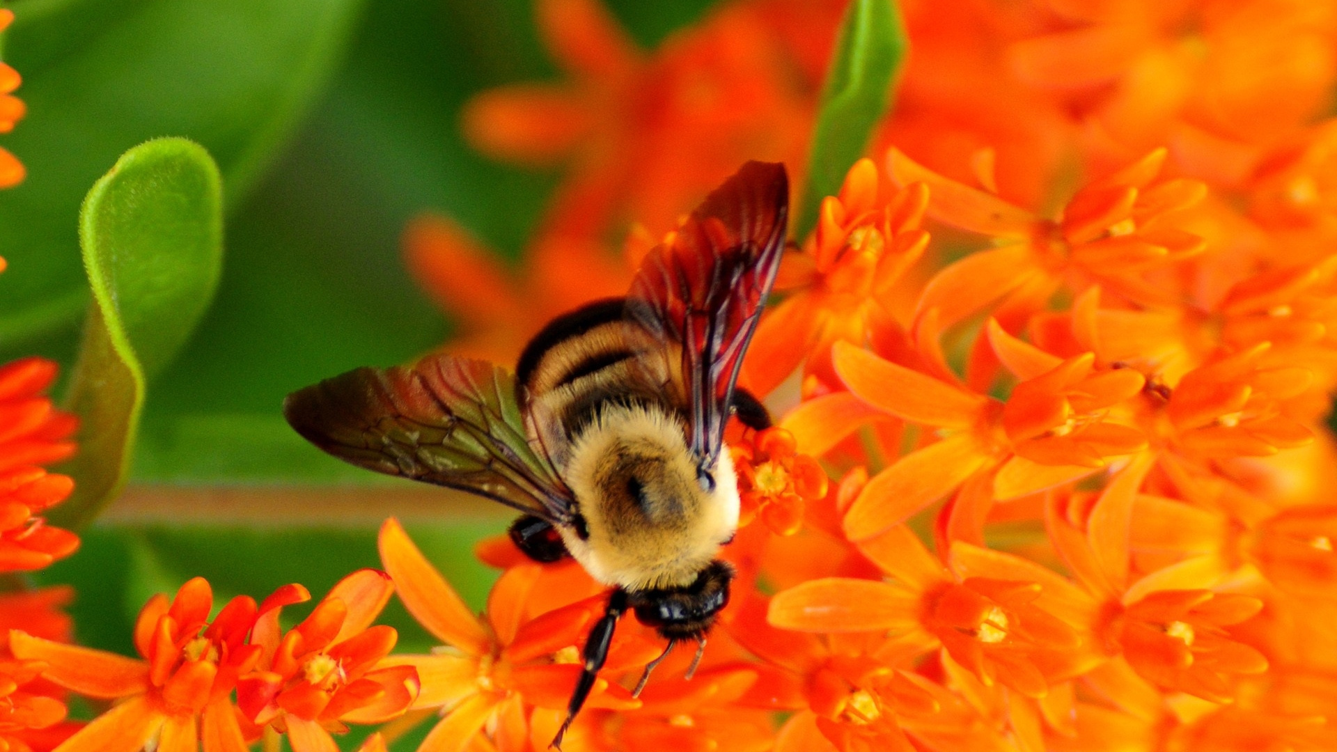 Schwarze Und Gelbe Biene Auf Orangefarbener Blume. Wallpaper in 1920x1080 Resolution