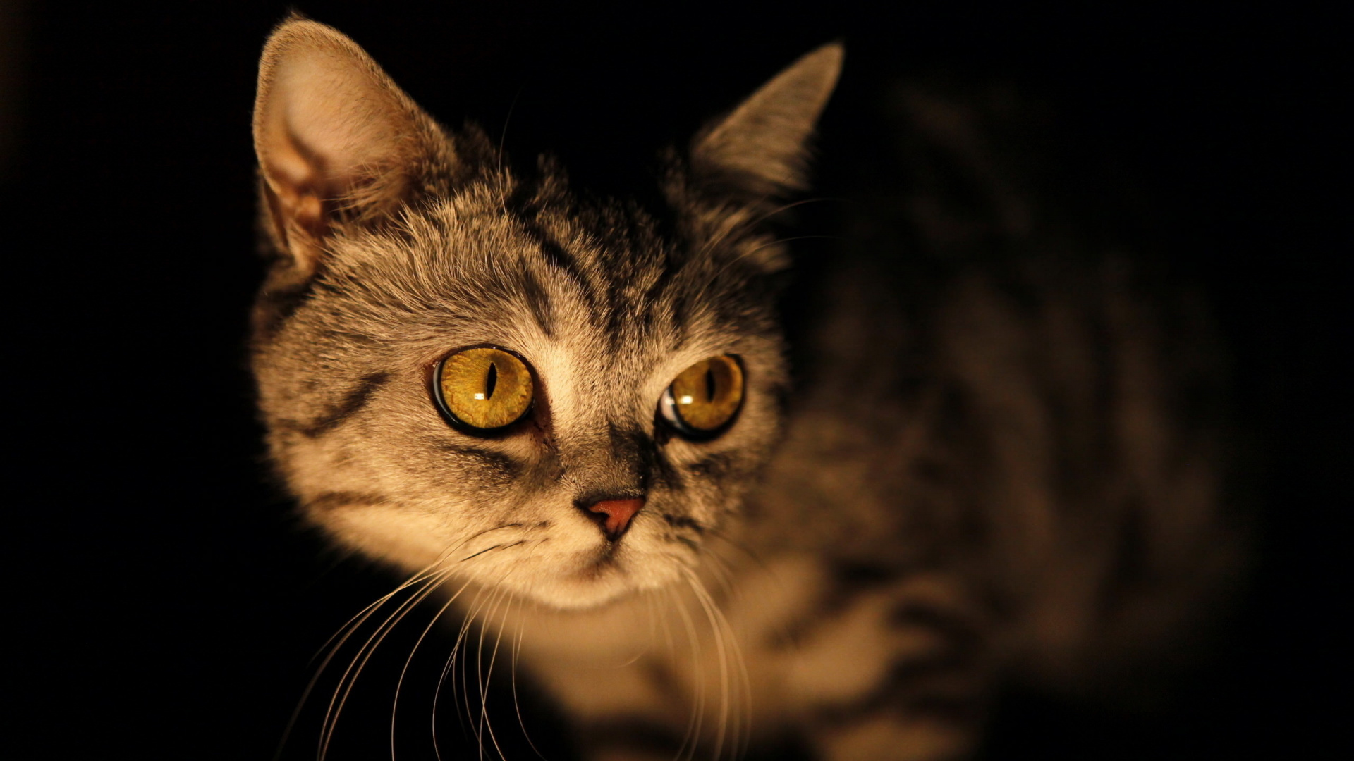 小猫, 胡须, 猫科, 鼻子, 黑色的猫 壁纸 1920x1080 允许