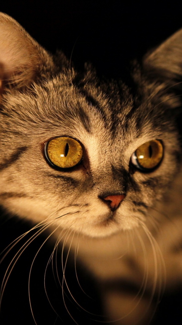 小猫, 胡须, 猫科, 鼻子, 黑色的猫 壁纸 720x1280 允许