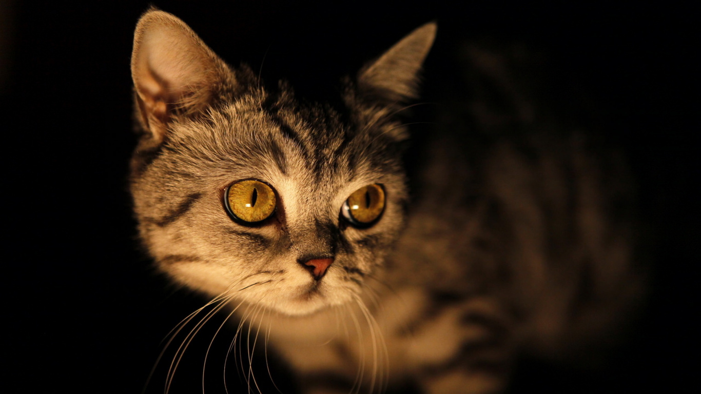 Silber Getigerte Katze Auf Schwarzem Hintergrund. Wallpaper in 1366x768 Resolution