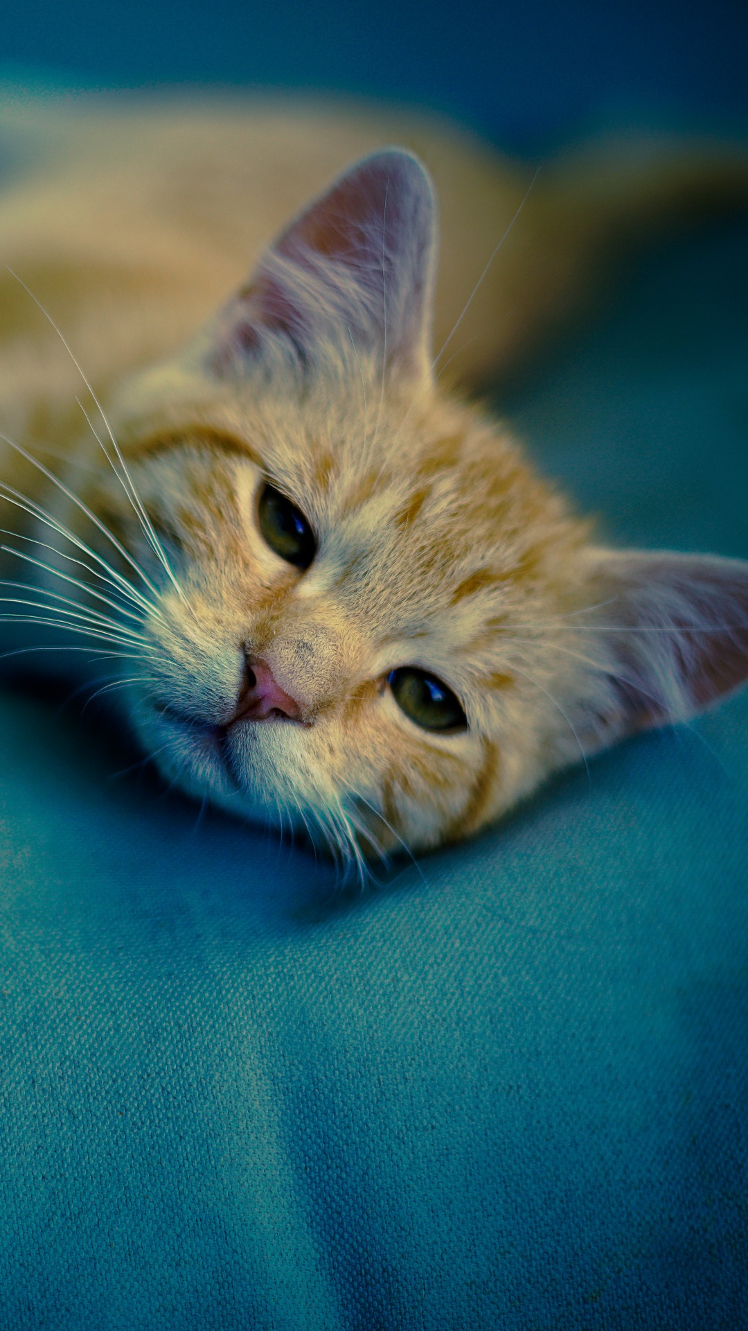 Orange Tabby Cat Lying on Blue Textile. Wallpaper in 1080x1920 Resolution