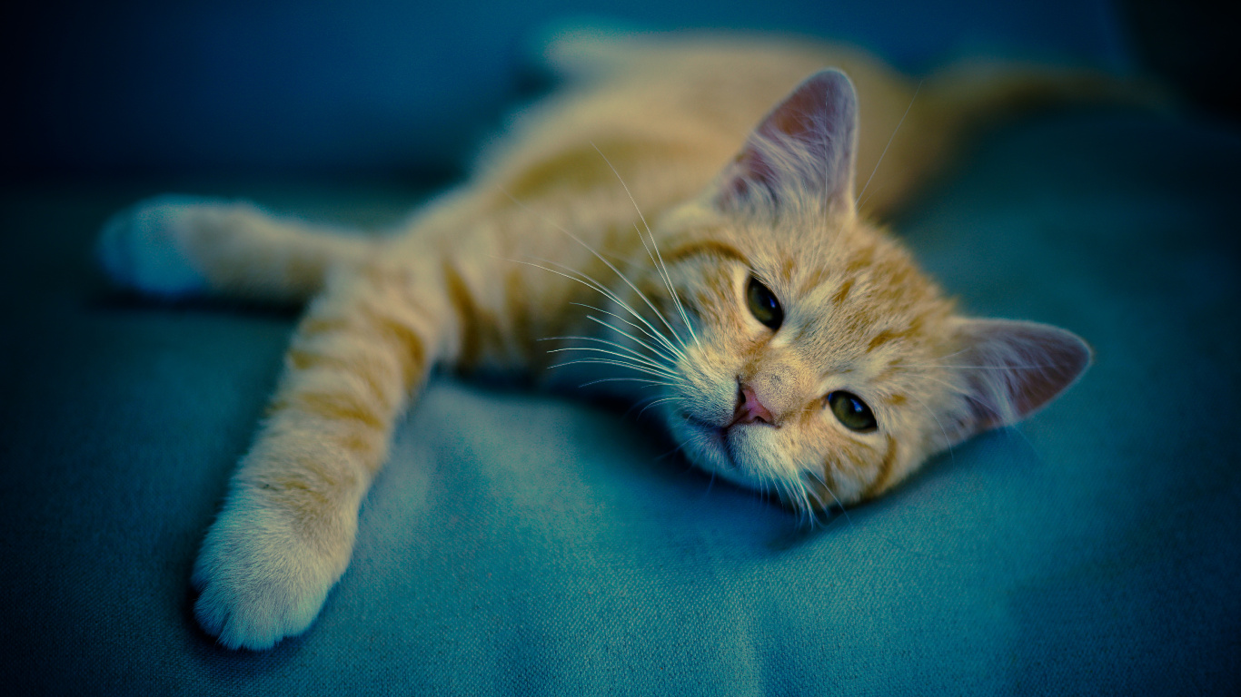 Gato Atigrado Naranja Acostado Sobre Textil Azul. Wallpaper in 1366x768 Resolution