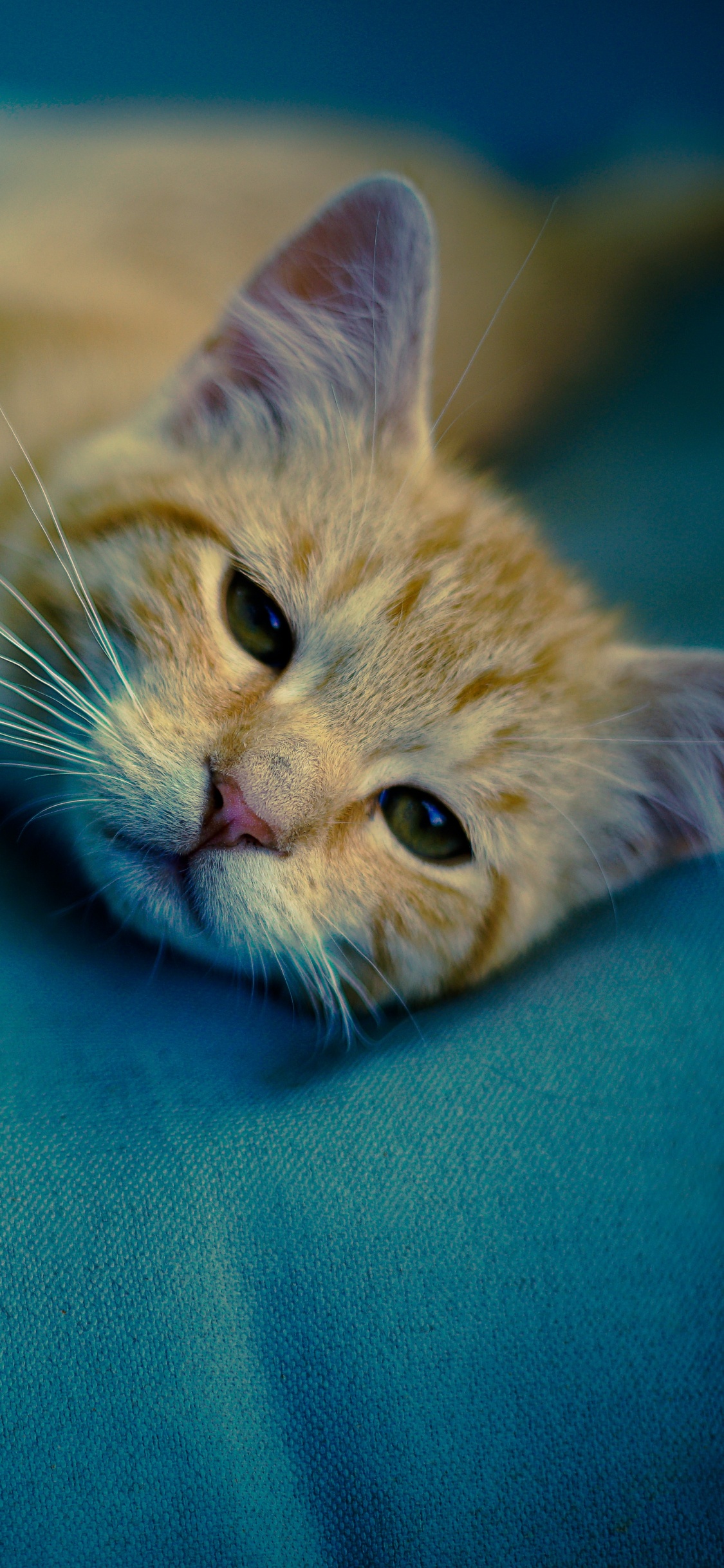 Orange Getigerte Katze Liegt Auf Blauem Textil. Wallpaper in 1125x2436 Resolution