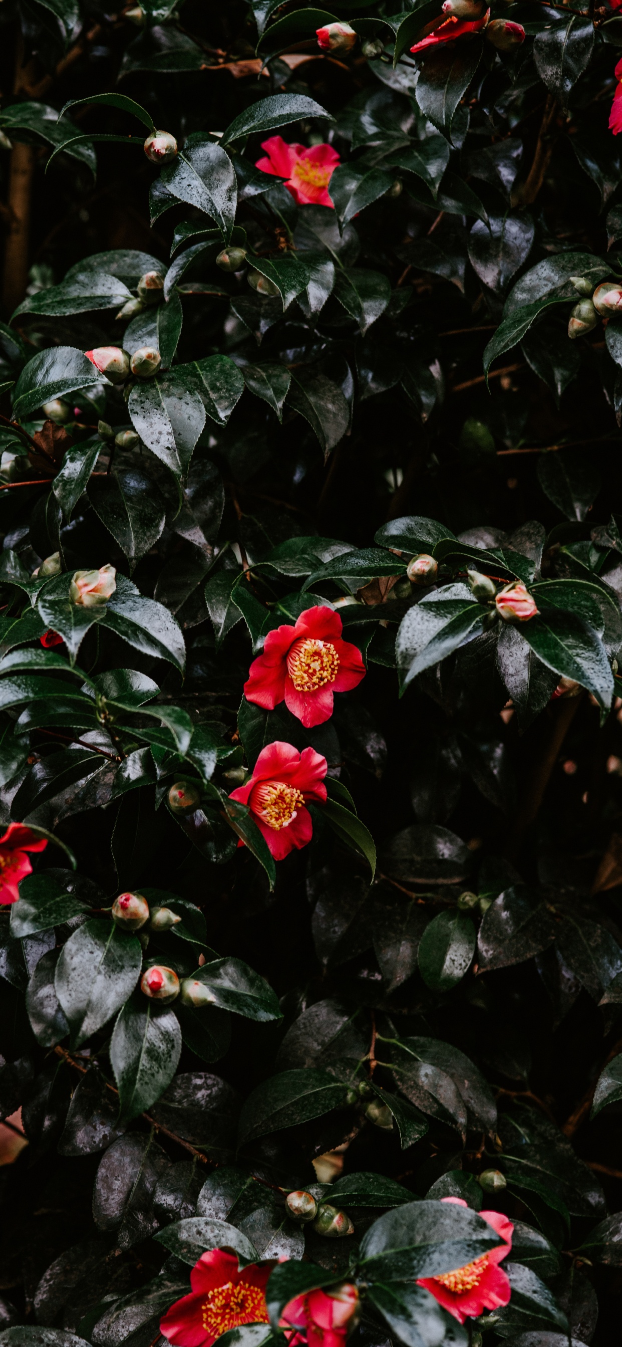 Flores Rojas Con Hojas Verdes. Wallpaper in 1242x2688 Resolution