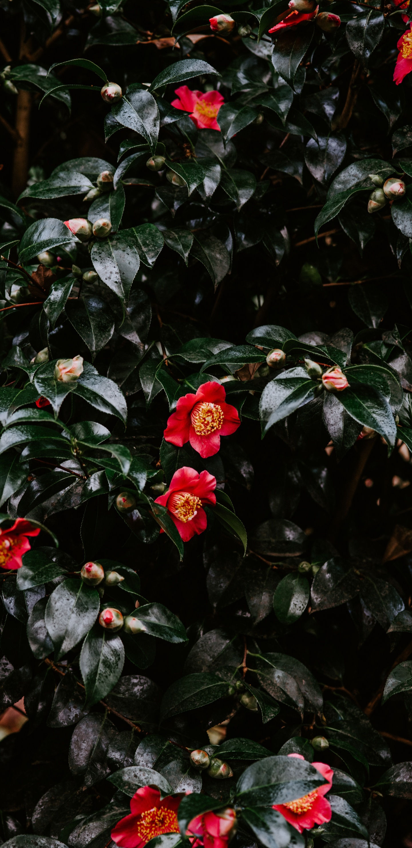 Flores Rojas Con Hojas Verdes. Wallpaper in 1440x2960 Resolution