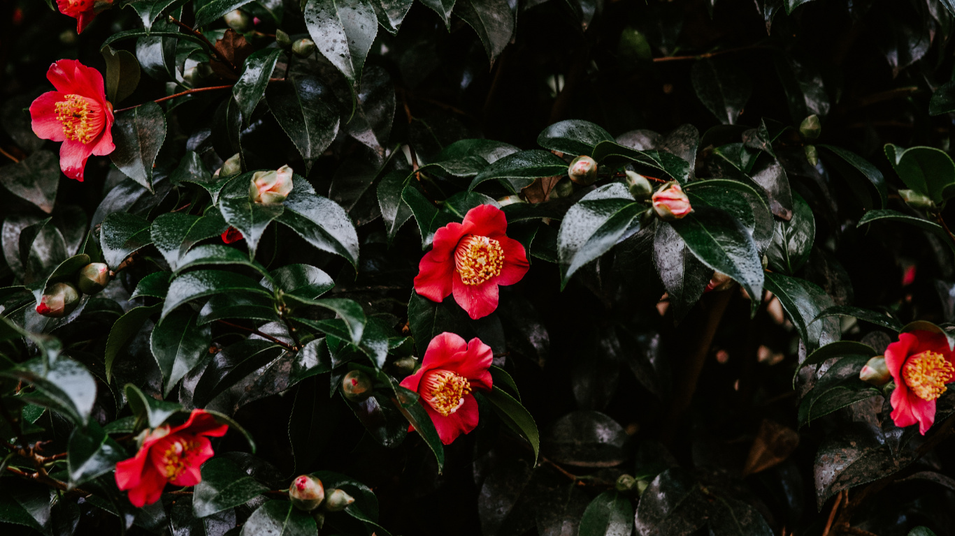 Rote Blüten Mit Grünen Blättern. Wallpaper in 1366x768 Resolution