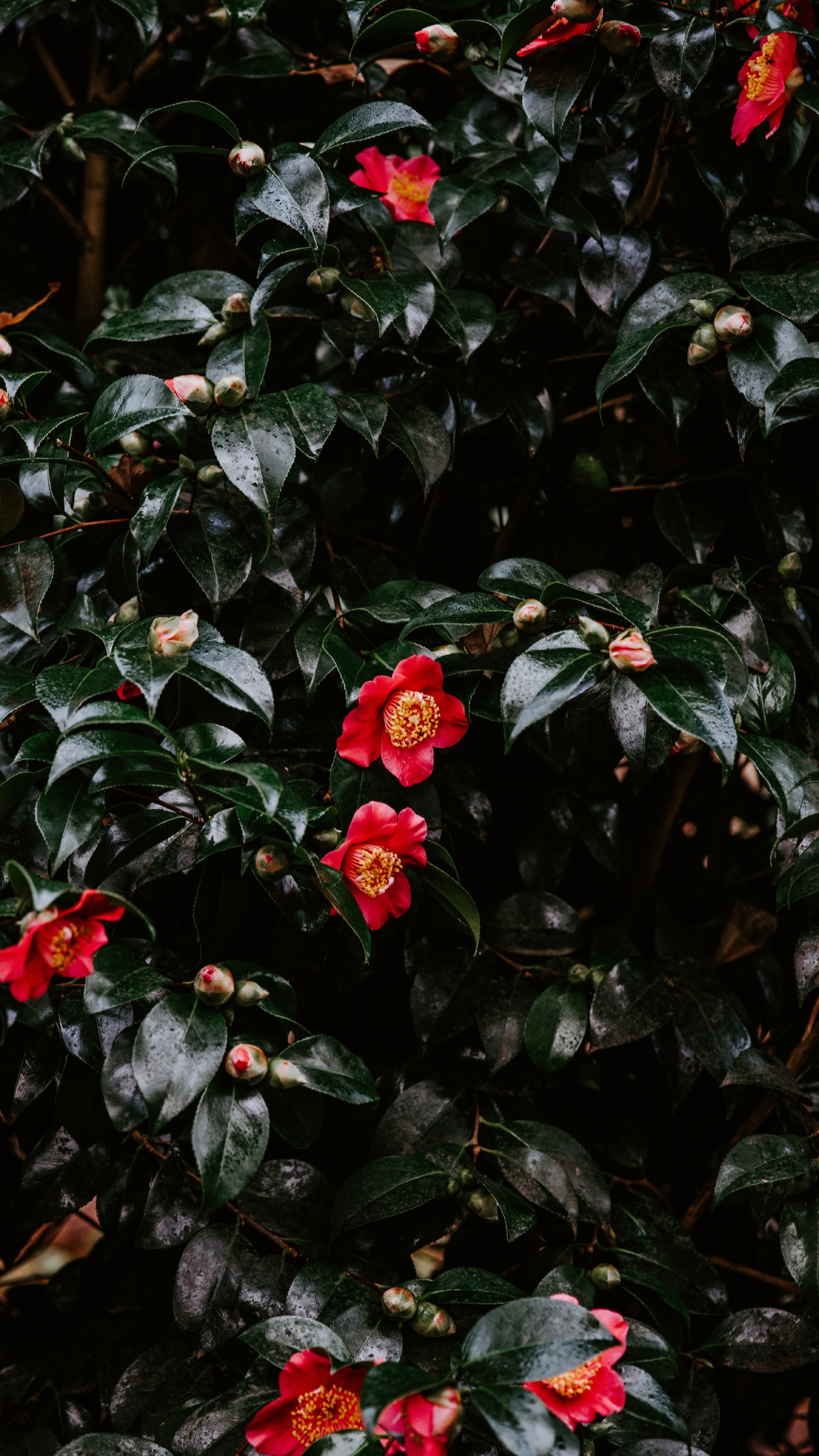 Rote Blüten Mit Grünen Blättern. Wallpaper in 1440x2560 Resolution