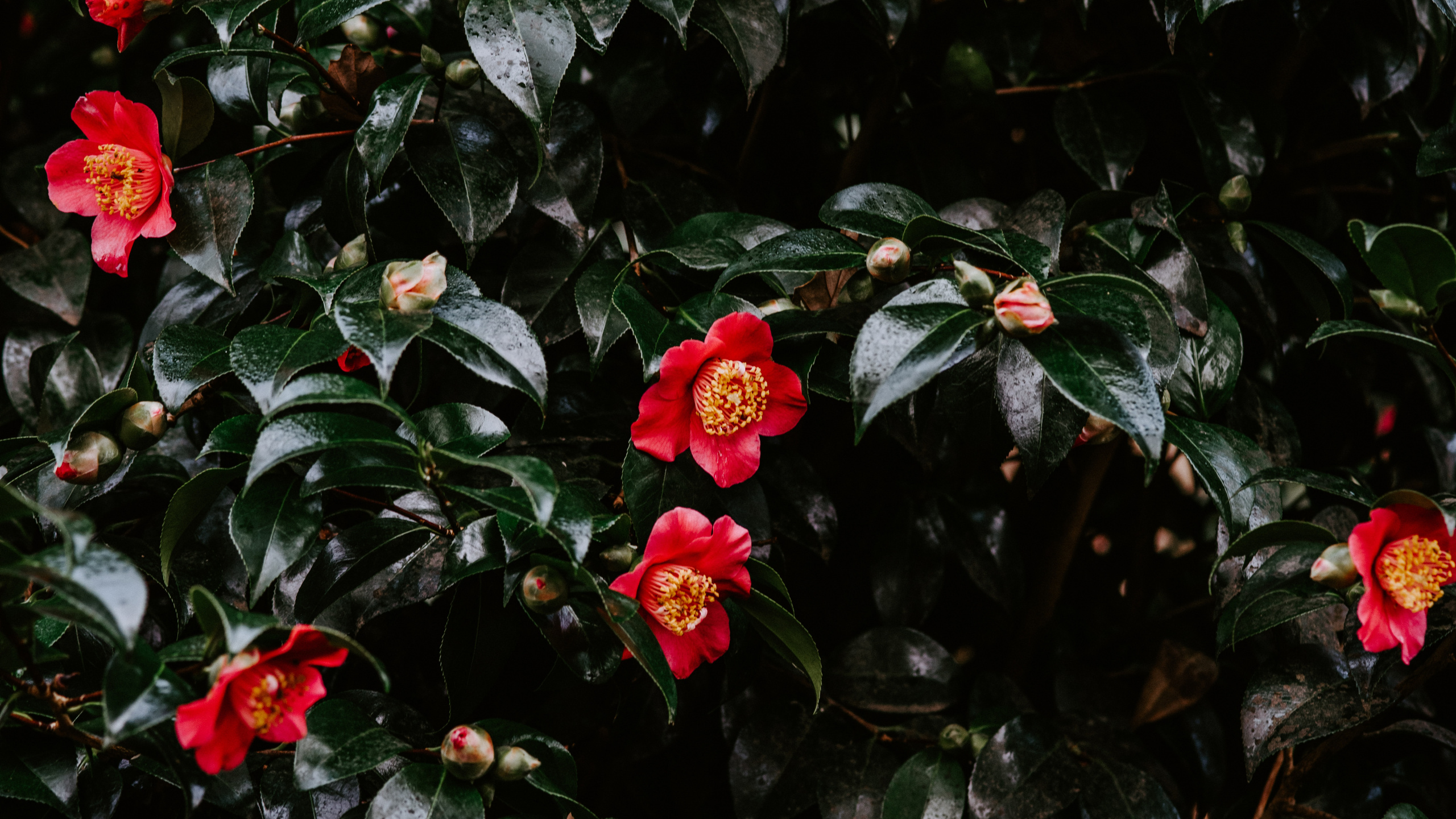 Rote Blüten Mit Grünen Blättern. Wallpaper in 2560x1440 Resolution