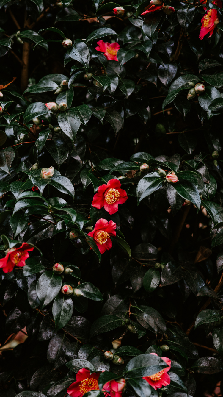 Rote Blüten Mit Grünen Blättern. Wallpaper in 750x1334 Resolution