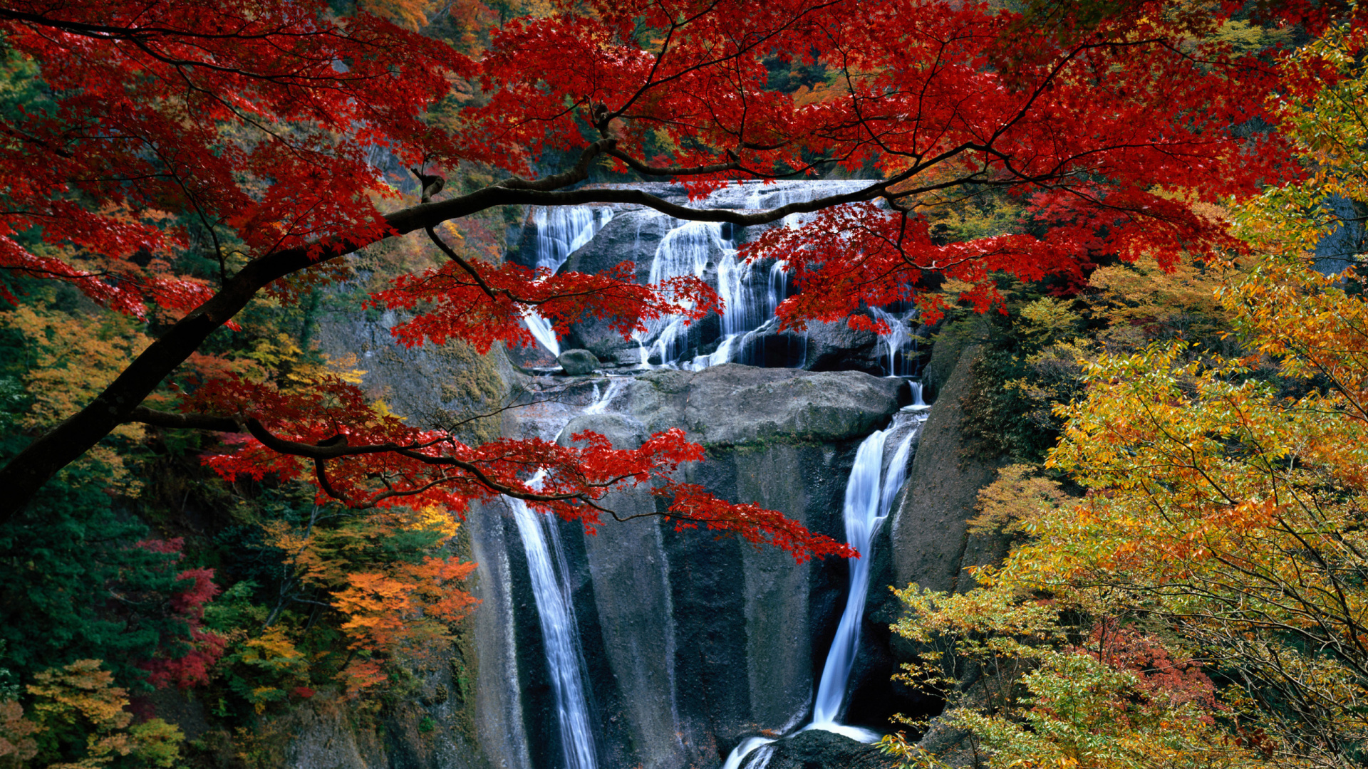 L'eau Tombe au Milieu de la Forêt. Wallpaper in 1920x1080 Resolution