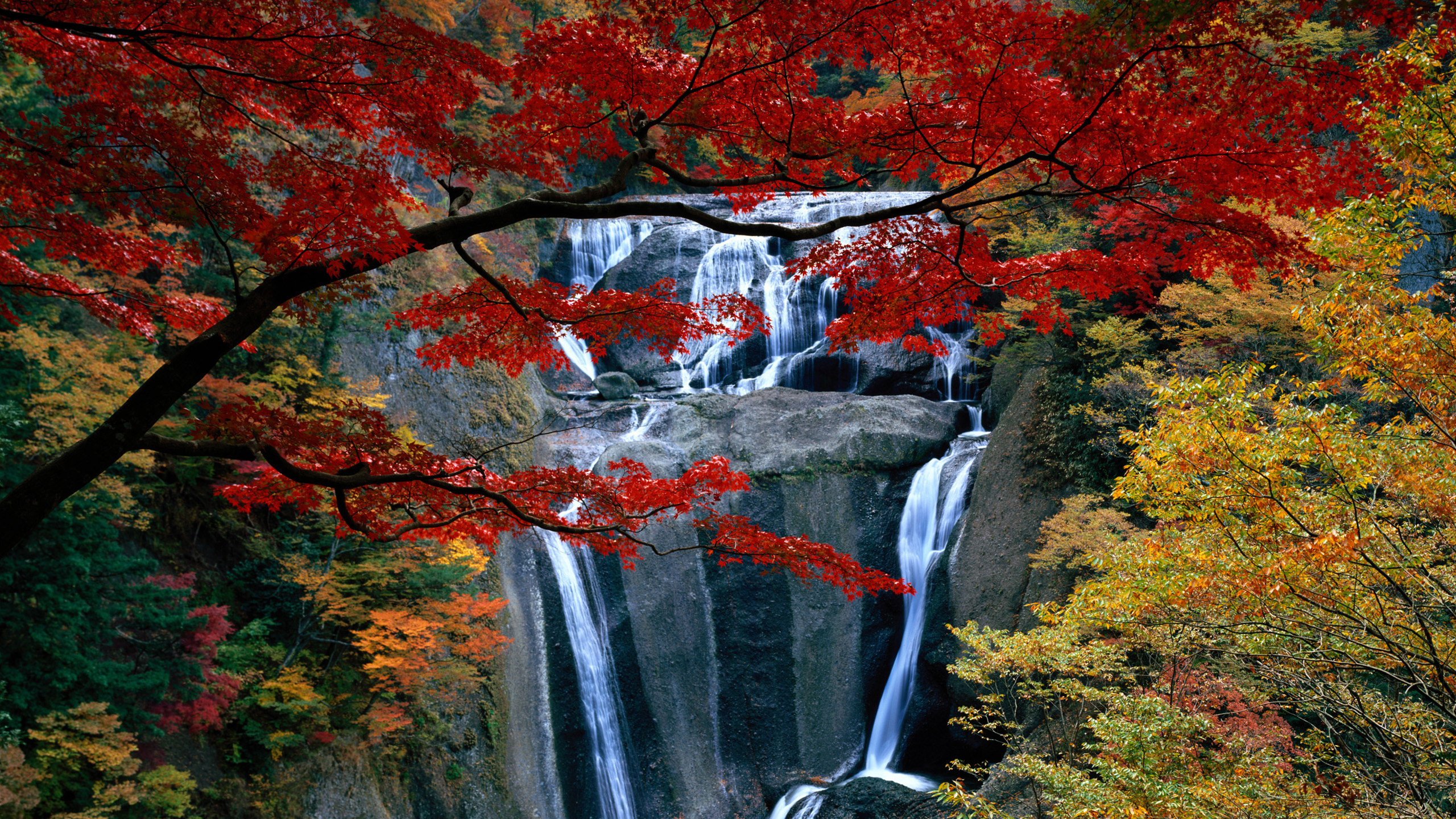 Water Falls in The Middle of Forest. Wallpaper in 2560x1440 Resolution