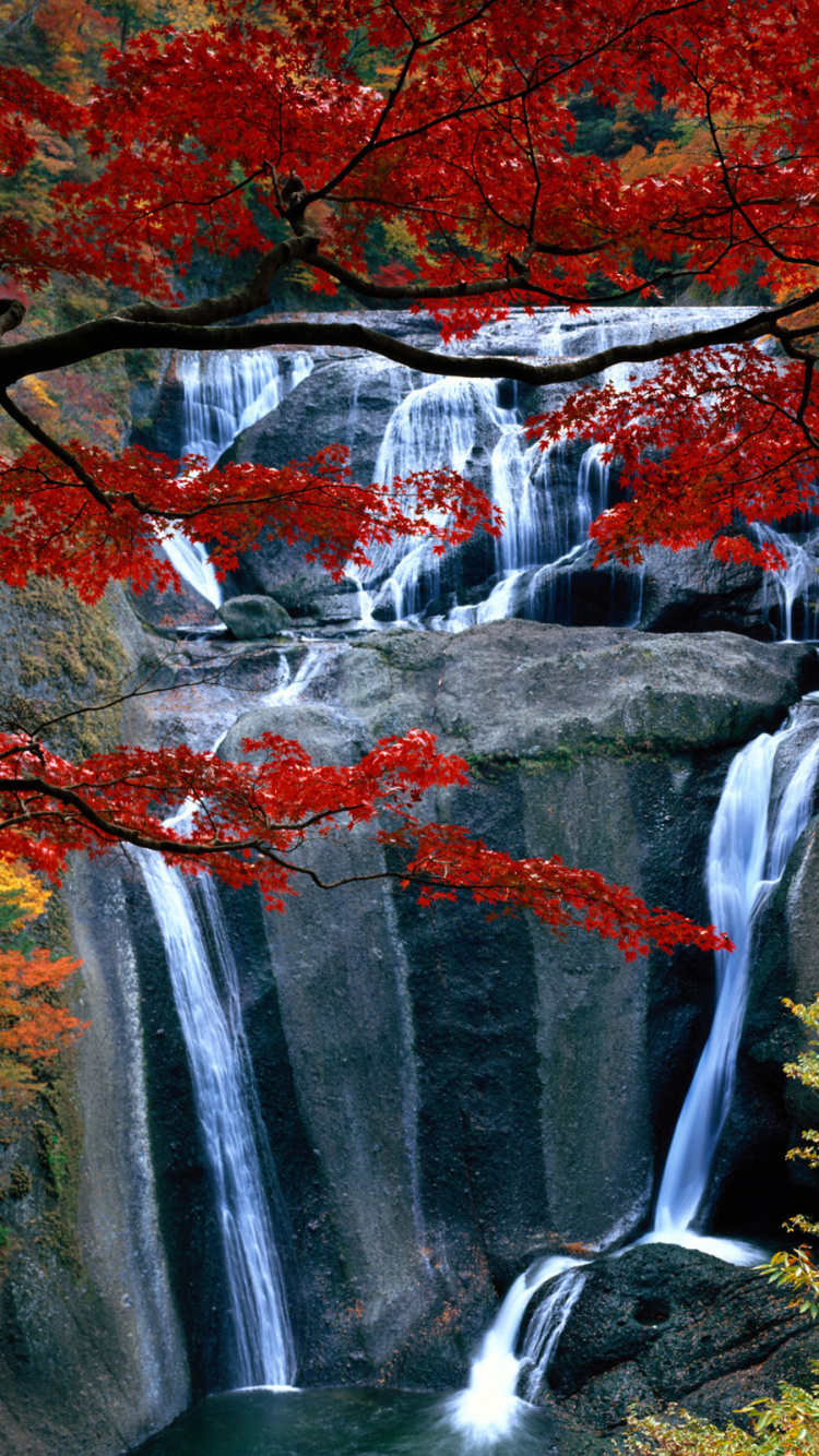 Water Falls in The Middle of Forest. Wallpaper in 750x1334 Resolution