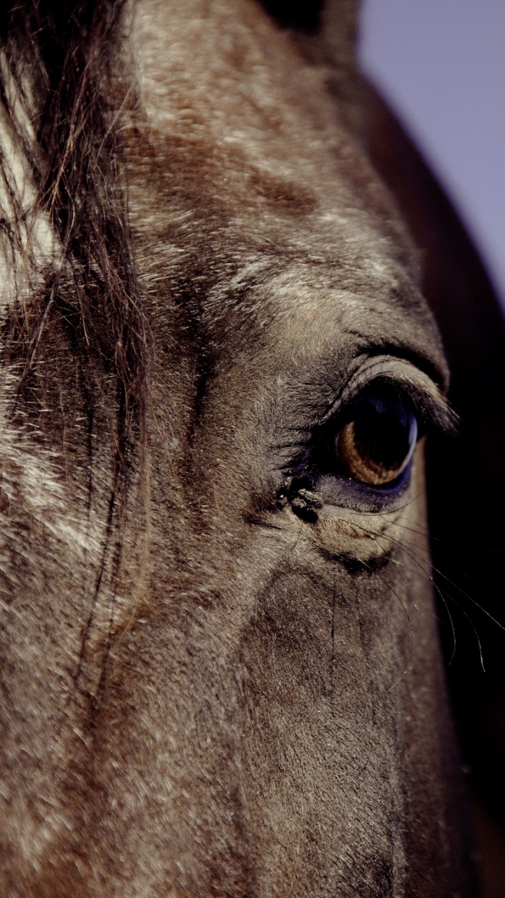 Tête de Cheval Marron et Blanc. Wallpaper in 720x1280 Resolution