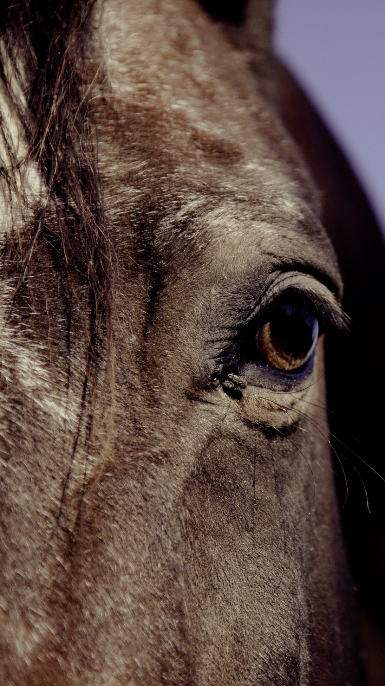 Tête de Cheval Marron et Blanc. Wallpaper in 750x1334 Resolution