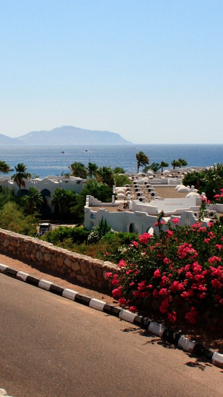 Rote Blumen in Der Nähe Von Gewässern Tagsüber. Wallpaper in 720x1280 Resolution