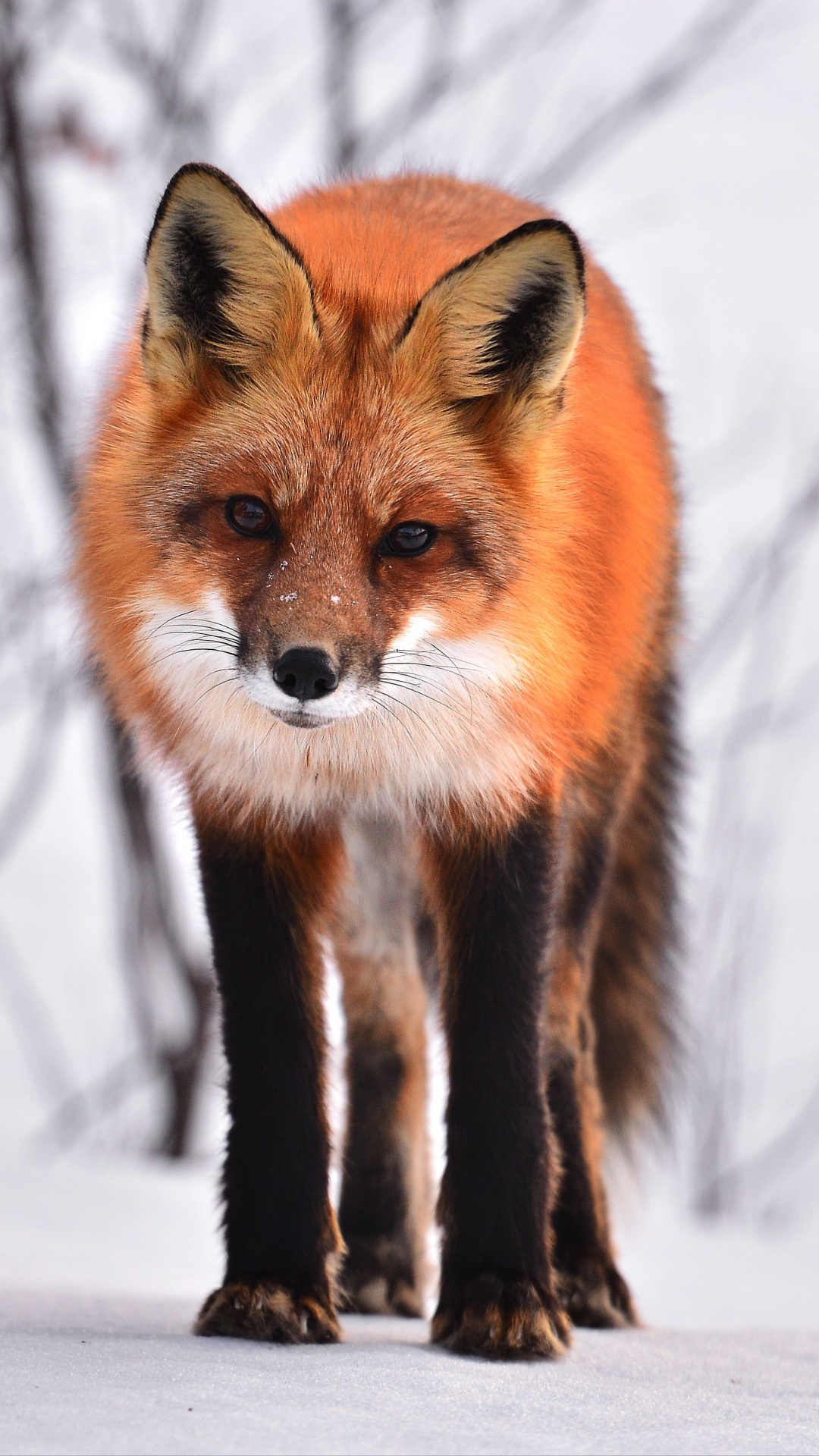 Renard Brun Sur Sol Couvert de Neige Pendant la Journée. Wallpaper in 1080x1920 Resolution