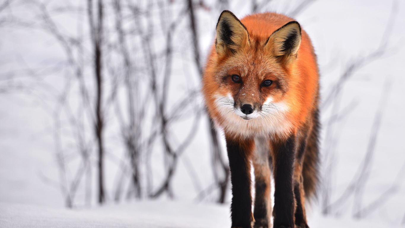 Renard Brun Sur Sol Couvert de Neige Pendant la Journée. Wallpaper in 1366x768 Resolution