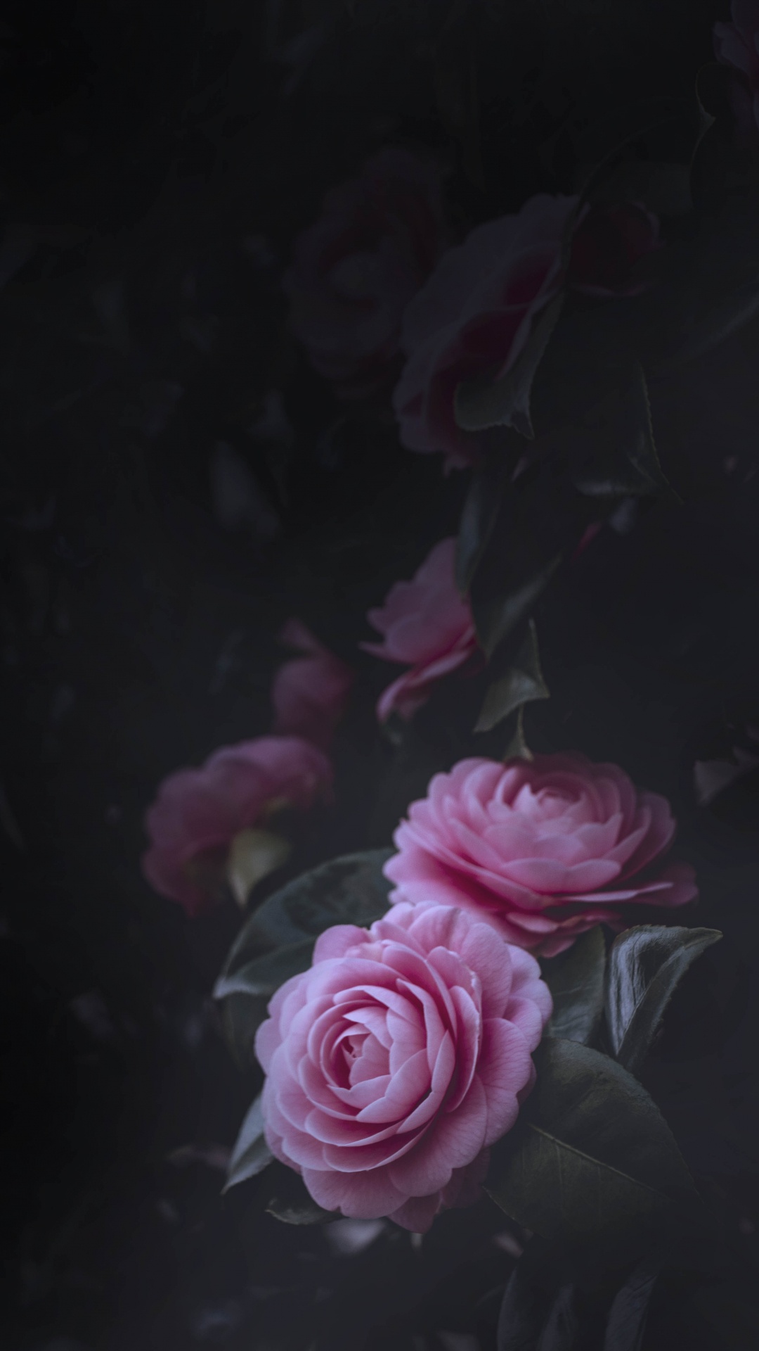 Pink Roses in Close up Photography. Wallpaper in 1080x1920 Resolution