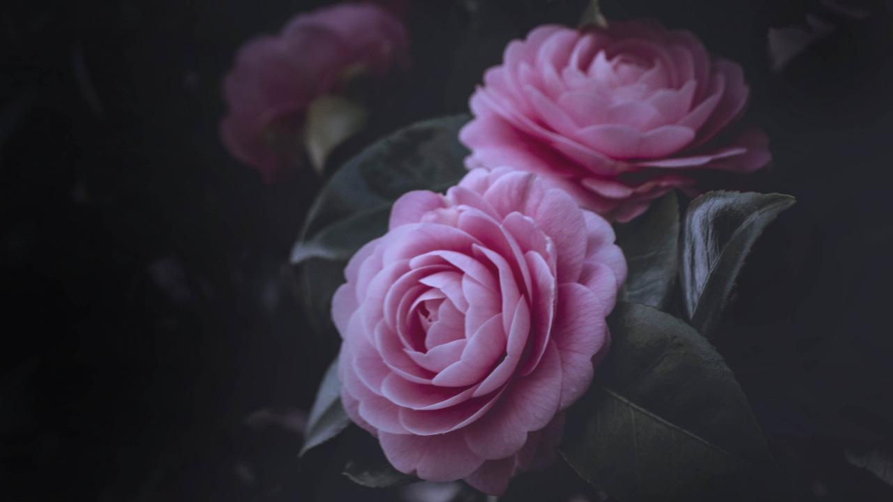 Pink Roses in Close up Photography. Wallpaper in 1280x720 Resolution