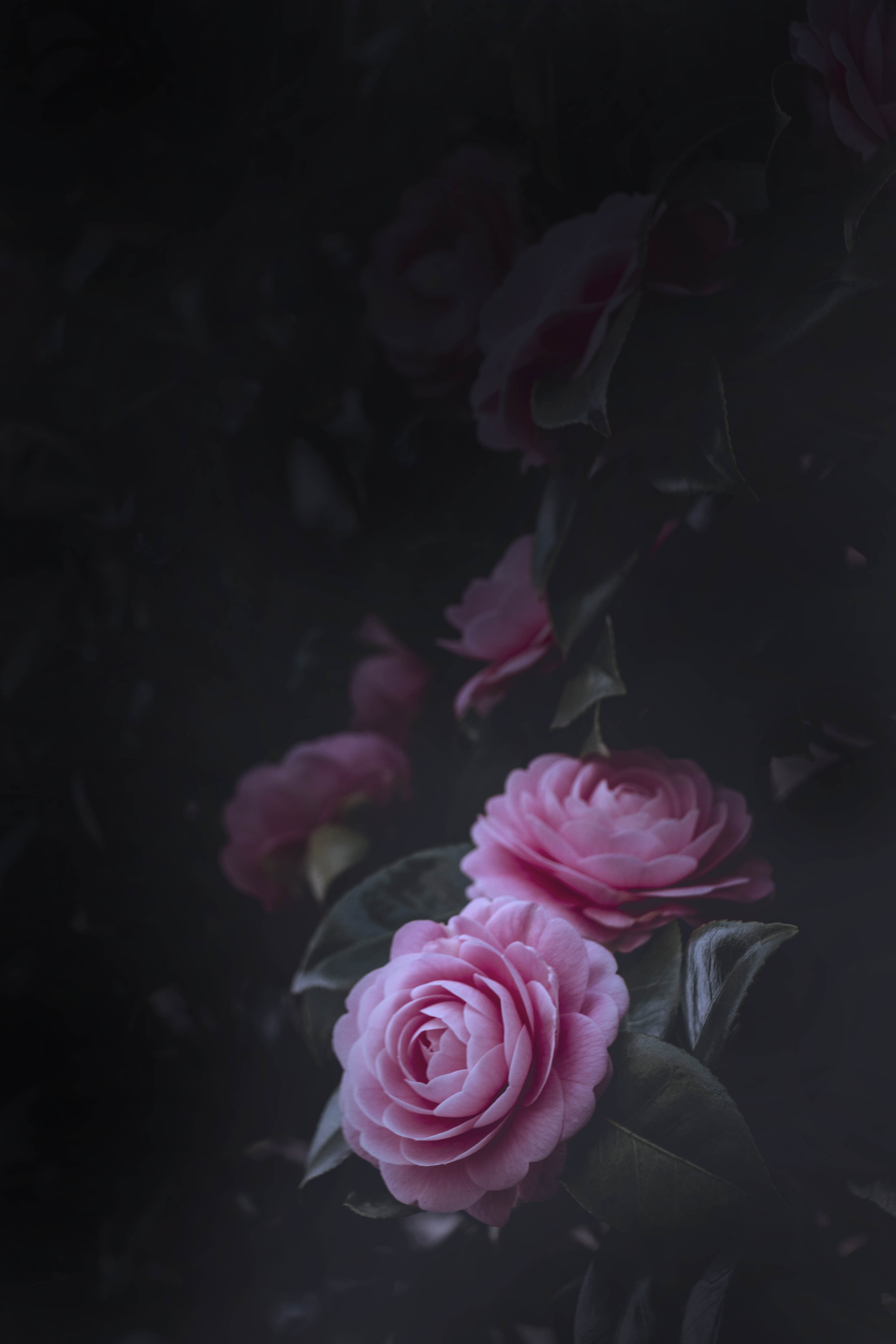 Pink Roses HD Wallpapers - Top Free Pink Roses HD Backgrounds -  WallpaperAccess