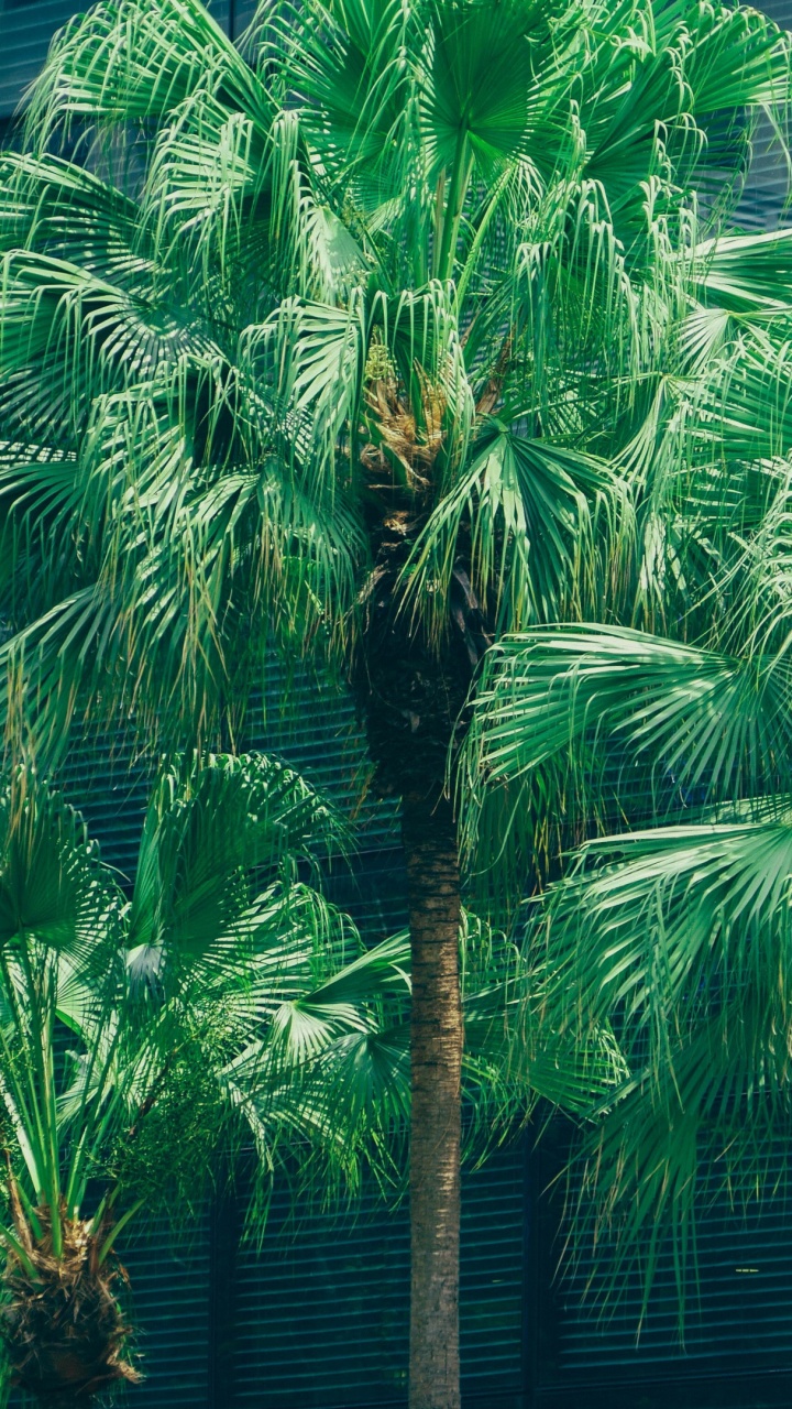 Grüne Palme in Der Nähe Von Blauem Holzhaus. Wallpaper in 720x1280 Resolution