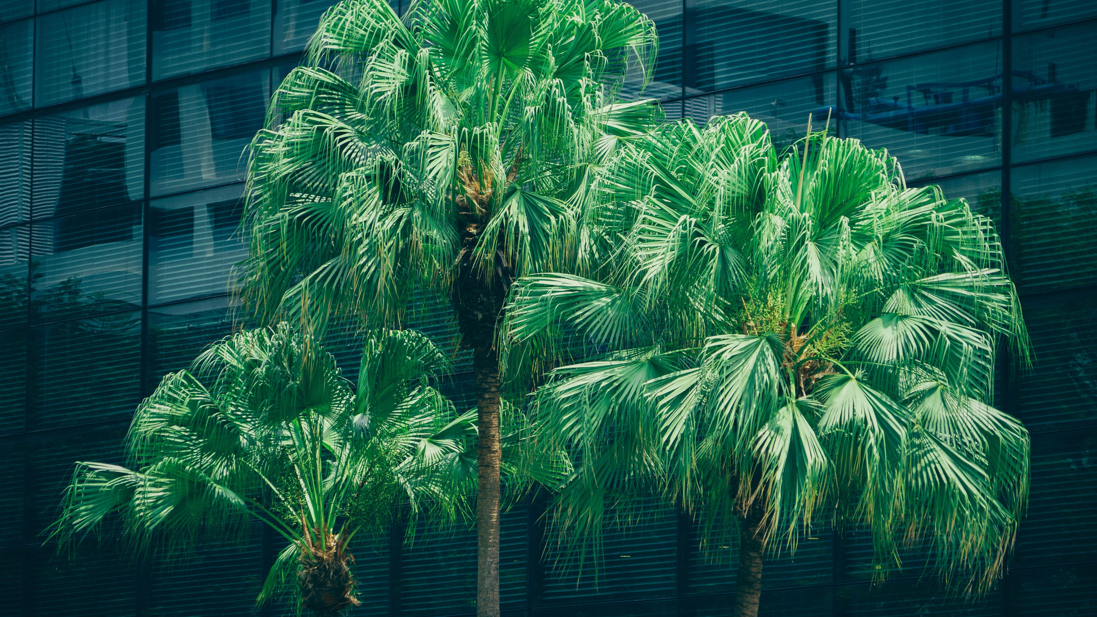 Green Palm Tree Near Blue Wooden House. Wallpaper in 3840x2160 Resolution